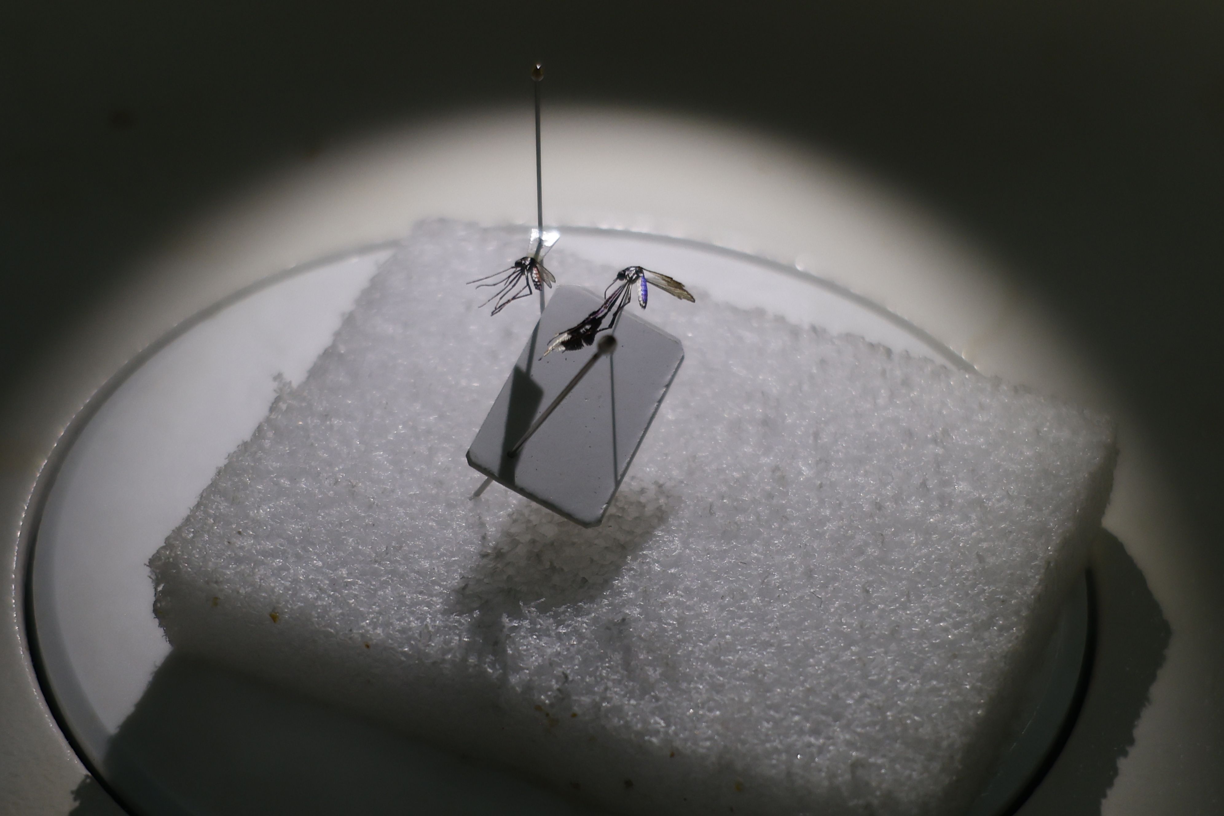 20260215XATUAMAZONVIRUSAMAZONIA - foto THIAGO GOMES (15).JPG.jpeg