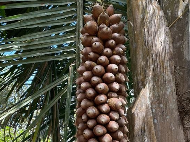 Cacho de coco babaçu - Divulgação Embrapa Maranhão (1).png