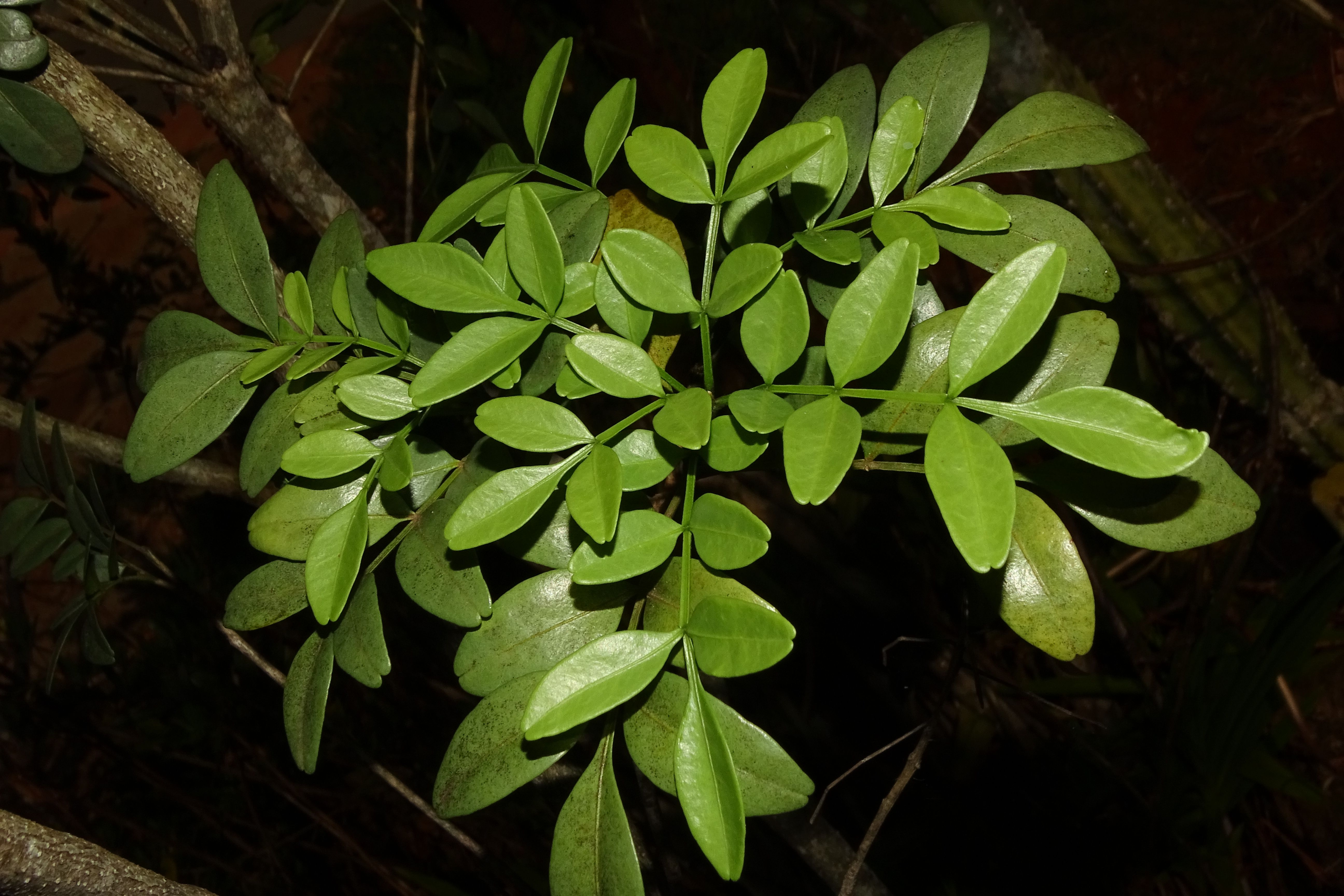 Pesquisadores buscam preservação do jaborandi