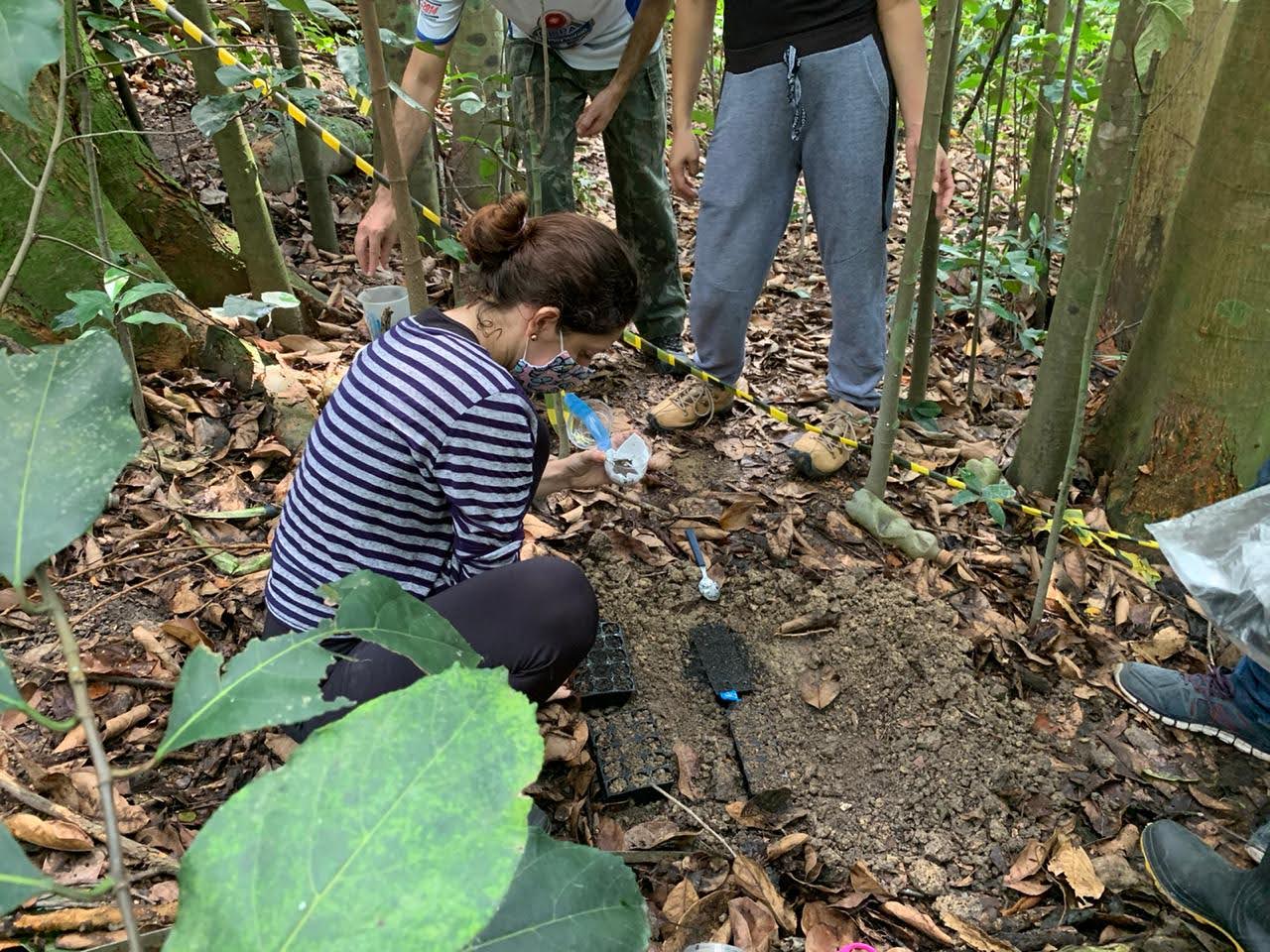 Lana Magalhães, bióloga, realizando experimento em área de invasão biológica por jaqueiras - Arquivo pessoal.jpeg