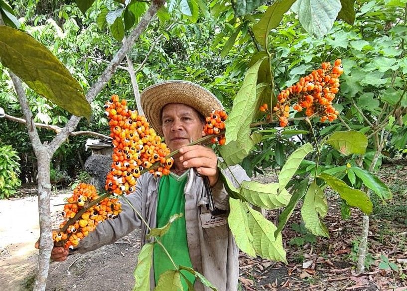 Lázaro Souza na coleta no guaraná - Arquivo pessoal Lázaro Souza.jpeg