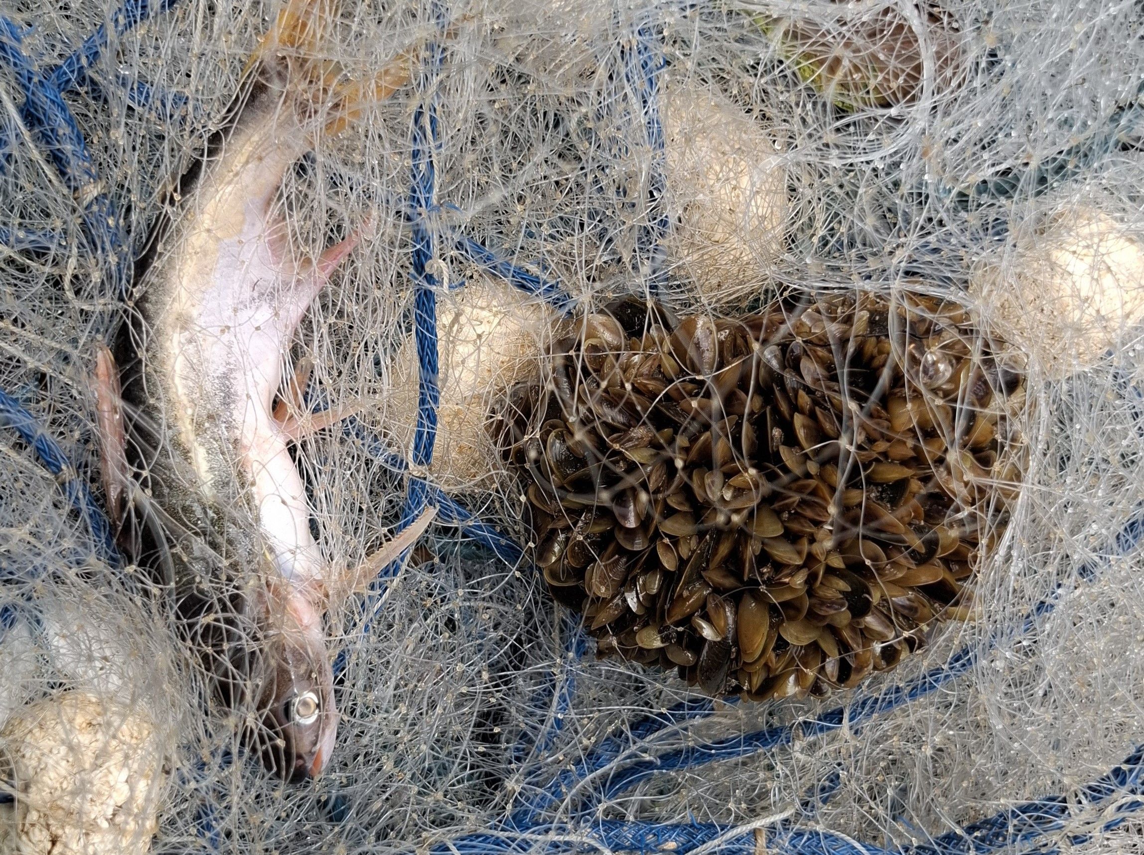 Mexilhão dourado capturado em rede de pesca - Foto Divulgação.jpg