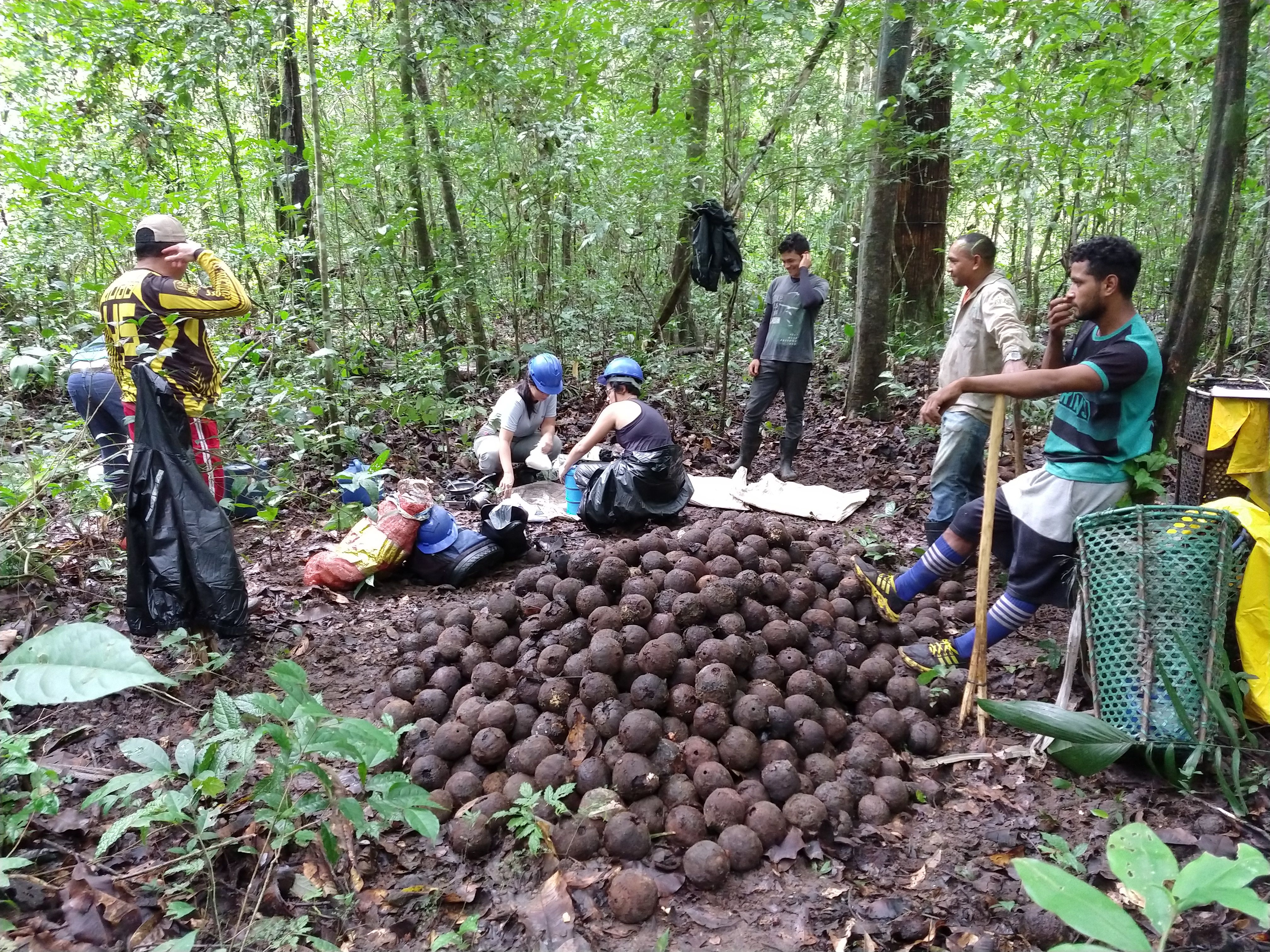 Monte de ouriços-arquivo pessoal-marcelino guedes.jpg