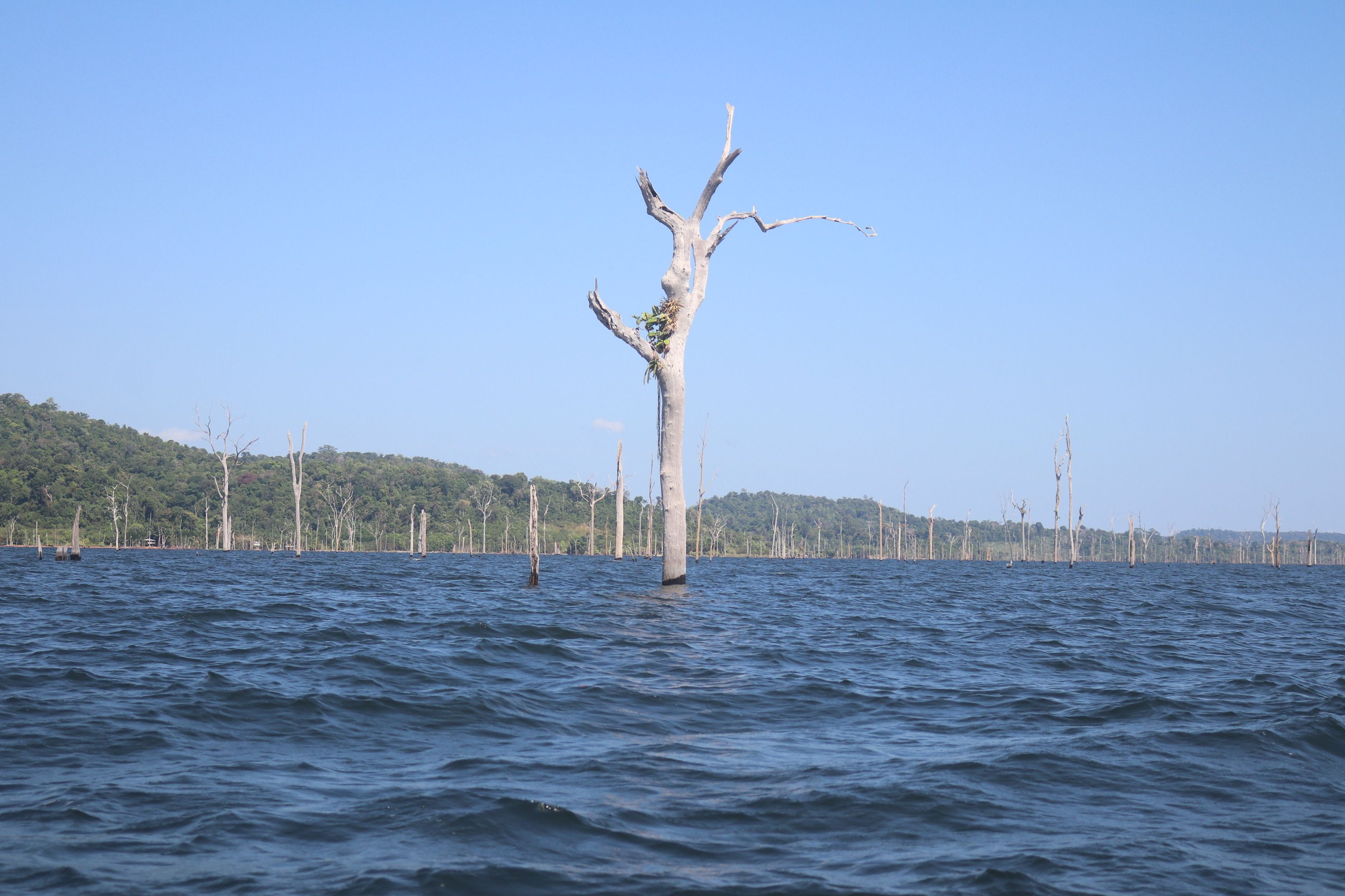 Paliteiro no lago de Balbina - Foto Ádria Azevedo (4).JPG