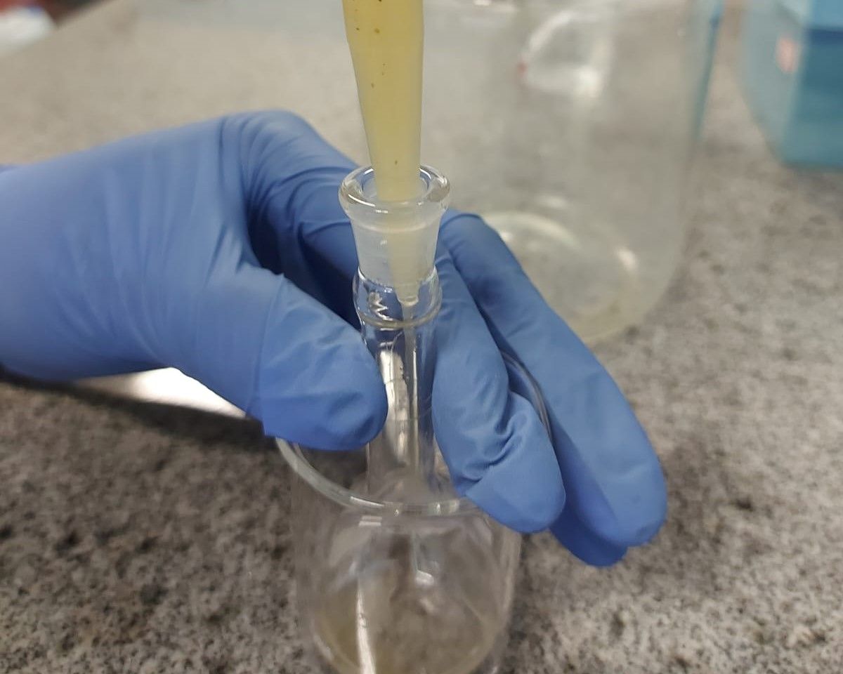 Processo de purificação do extrato de jambu para o gel usado para sensibilidade dentária - Arquivo pessoal Brennda de Paula.jpeg