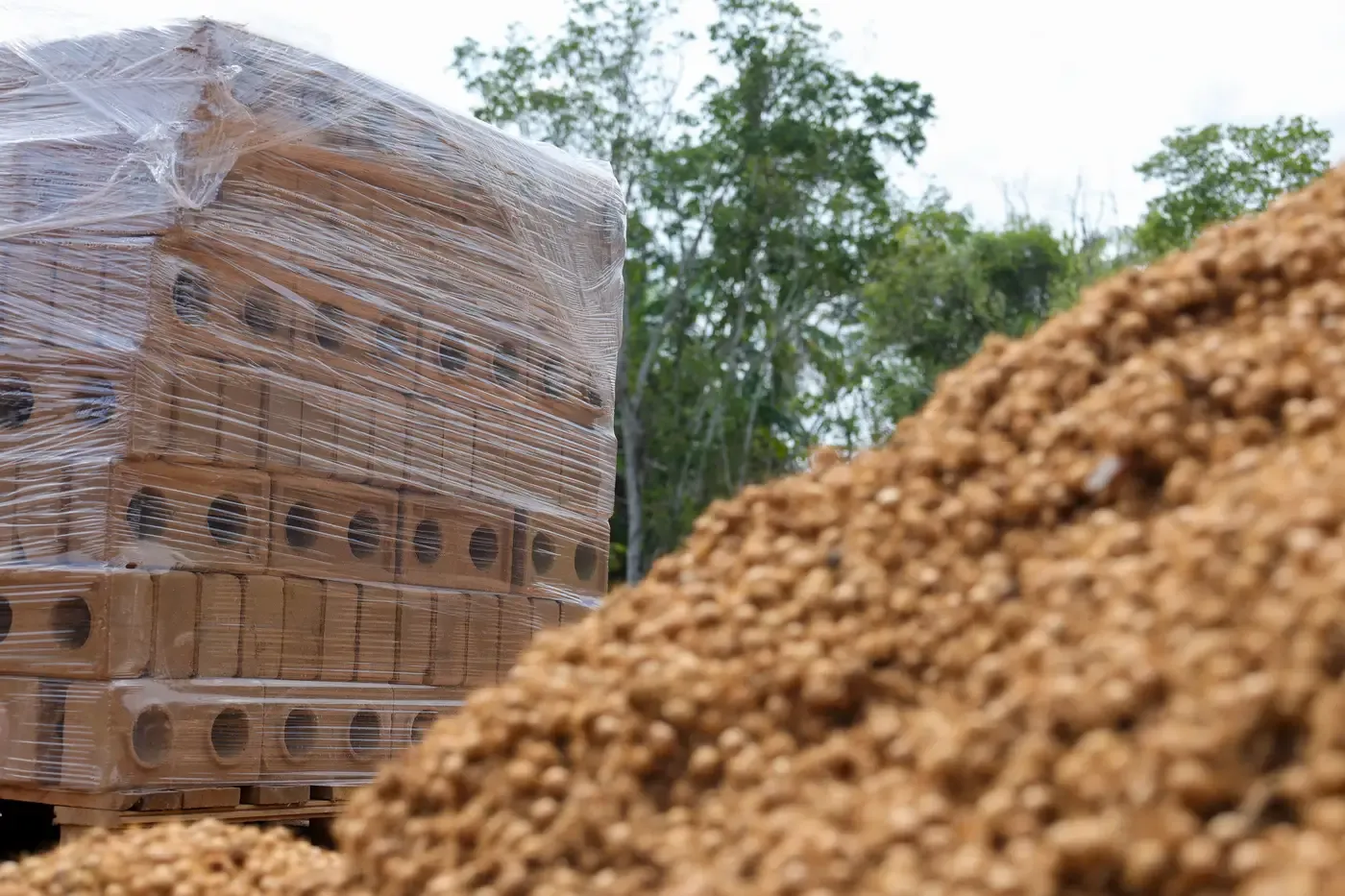 Tijolos ecológicos feitos com resíduos do açaí - Pedro Guerreiro - Agência Pará (3) (1).webp