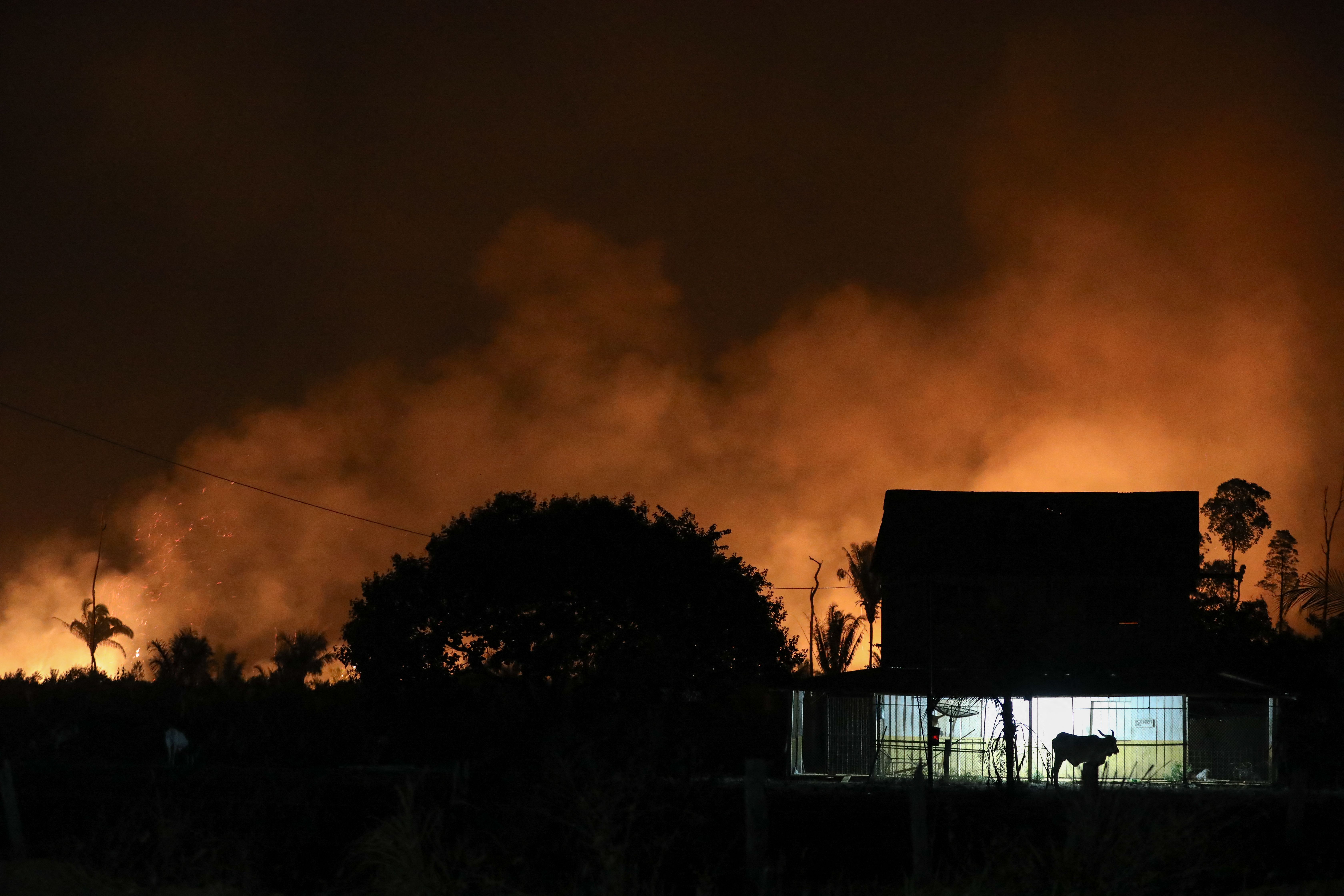 Um touro é visto em frente a uma casa cercada por chamas provenientes de queimadas ilegais na floresta amazônica, às margens da rodovia BR-230 -FOTO MICHAEL DANTAS AFP.jpg.jpeg