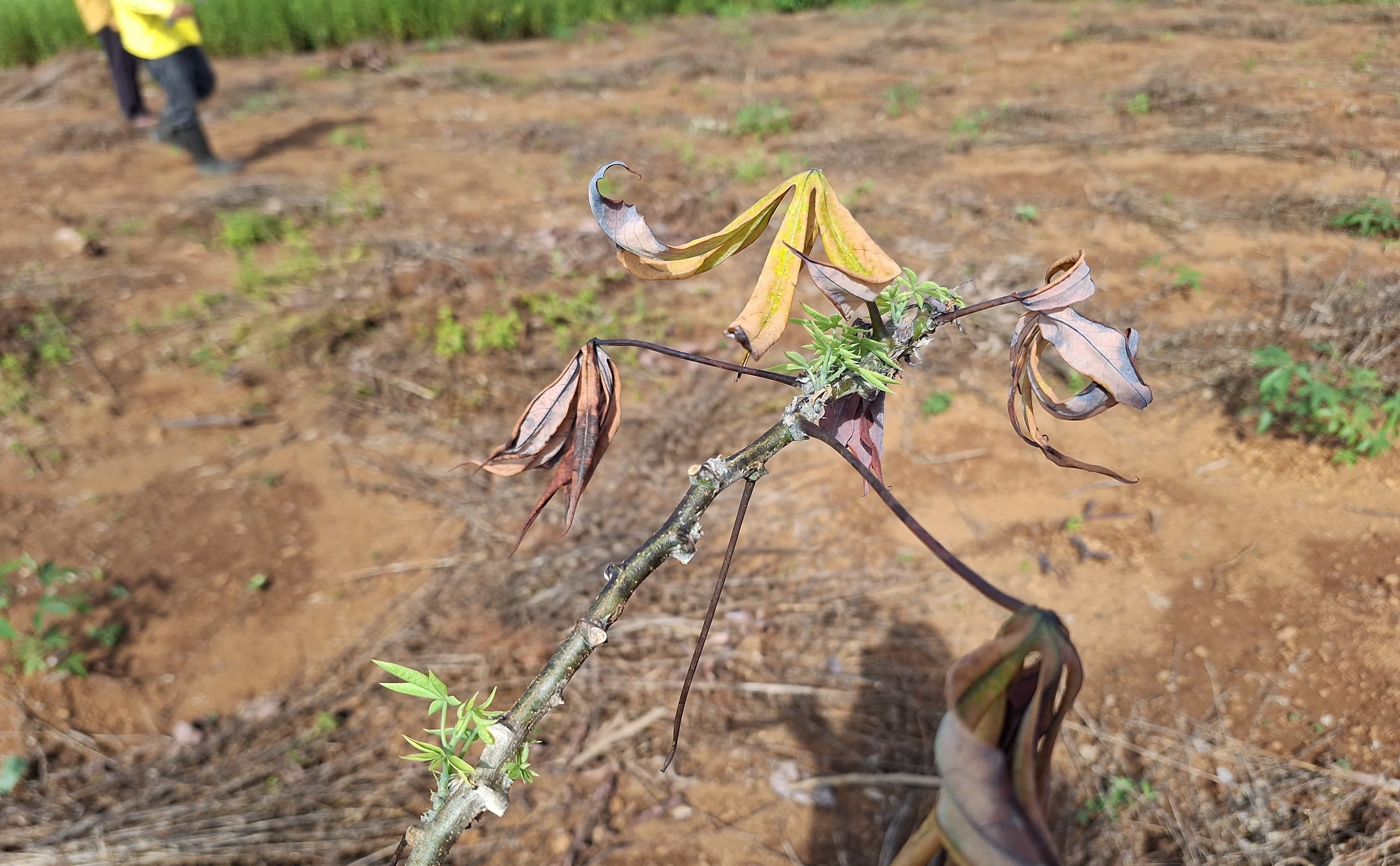 Vassoura da bruxa da mandioca em terras indígena do Oiapoque - Arquivo pessoal Edmilson Oliveira(5).jpeg