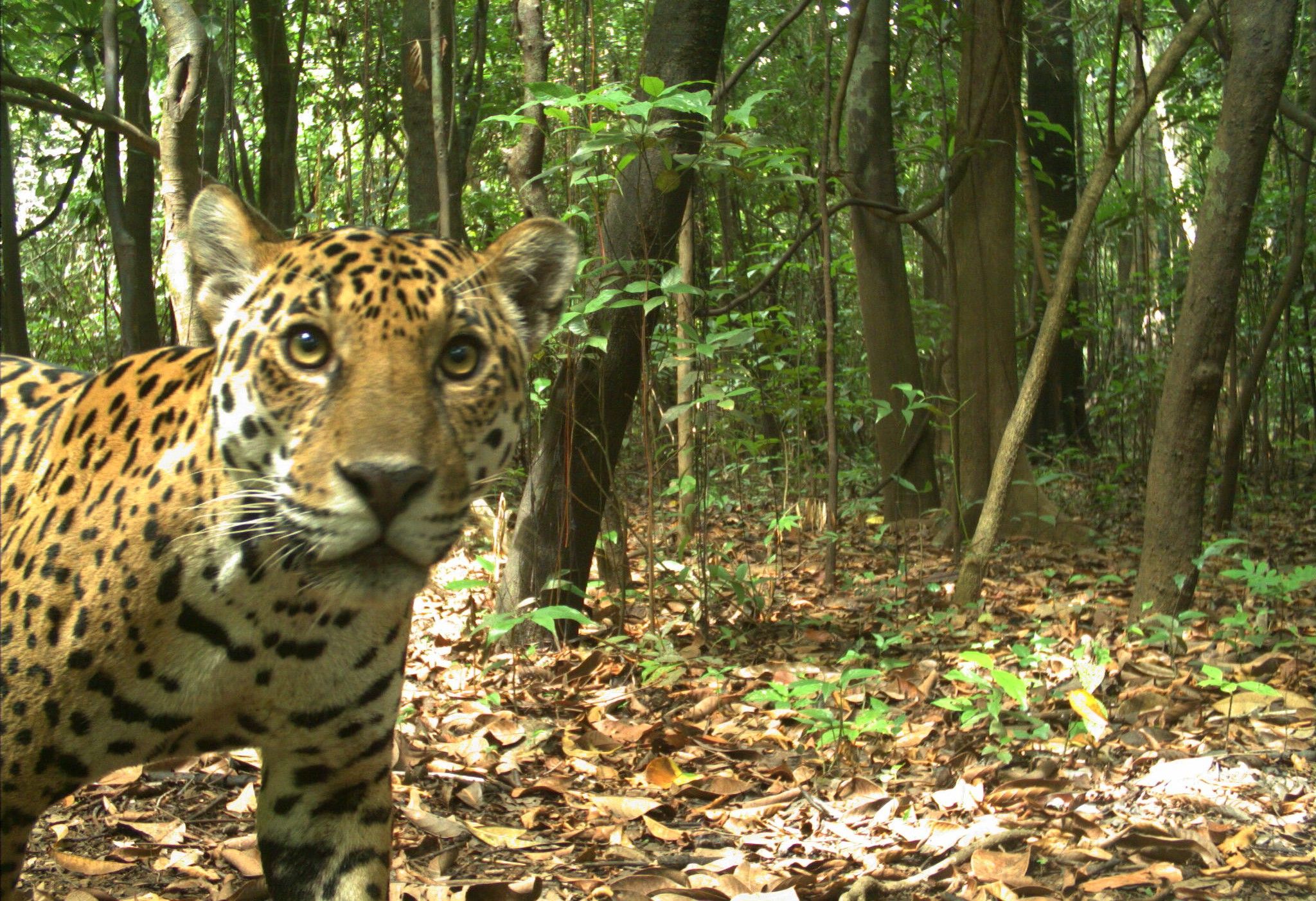 credito ascom providence felinos (6).JPG