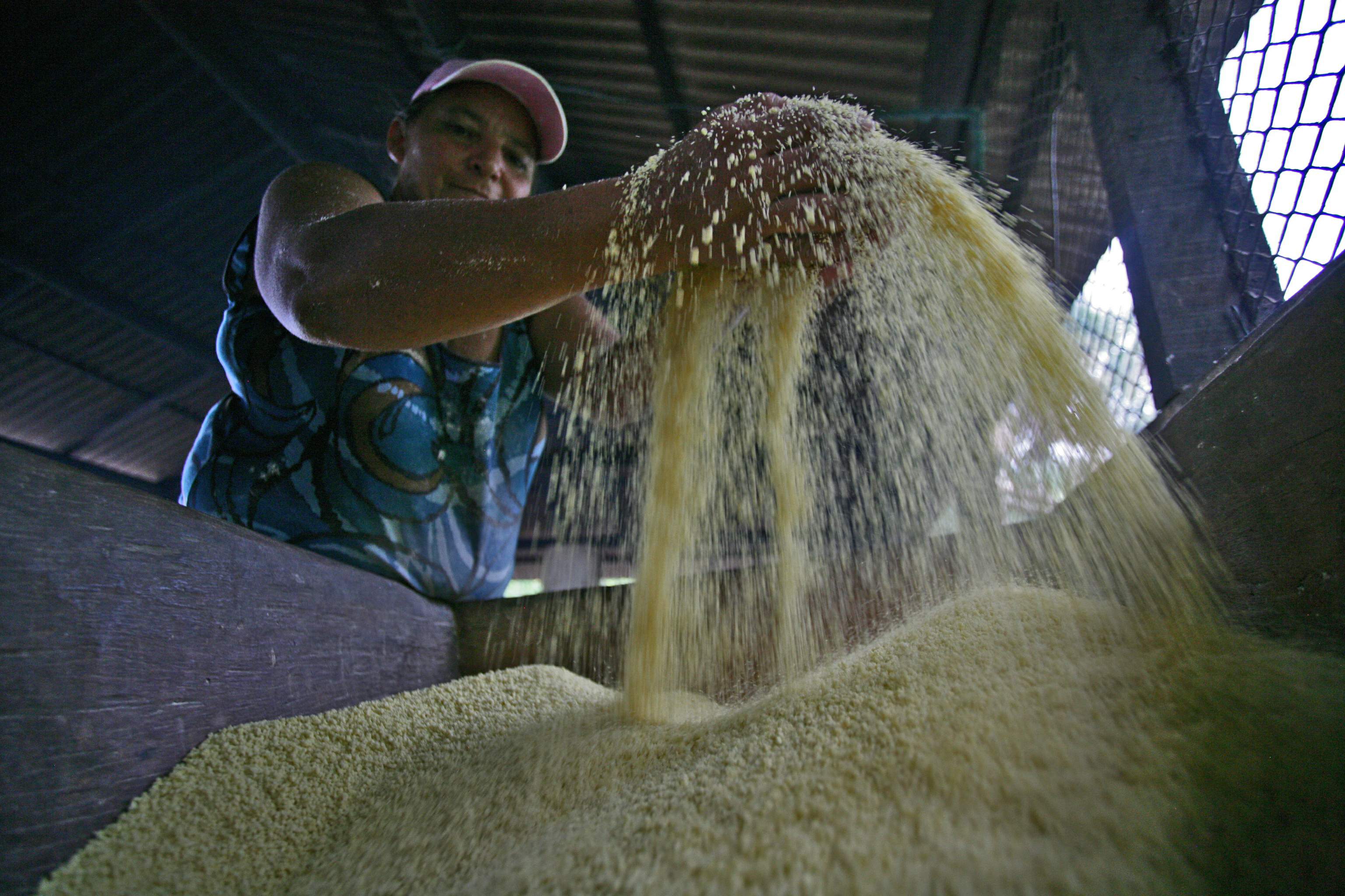 rodução da farinha de mandioca, em Bragança - produtora Regina Serra.-foto everaldo nascimento.jpg