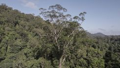 Maior árvore da Amazônia foi localizada em setembro de 2022 na Flora do Paru, no Pará. É um angelim-vermelho com 88,5 metros de altura e quase 10 metros de circunferência (Foto_ Havita Rigamonti_Imazon_Ideflor)(1).jpg